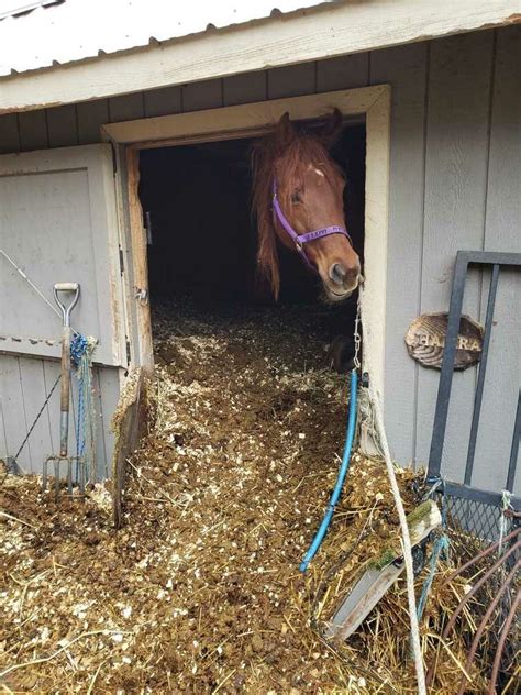 Neglected Horses Rescued After Becoming Trapped In Stalls Piled High