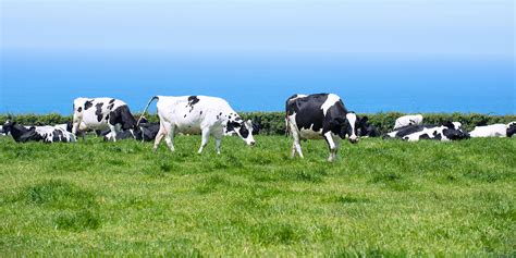 Dairy Cow Lameness Information Helping Farmers In