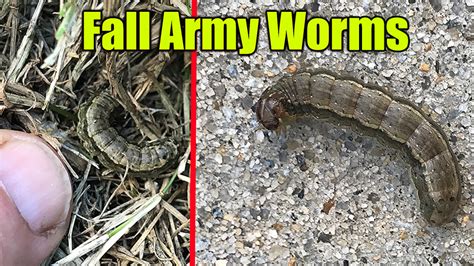 Army Worms In Lawn Pest And Bug Control