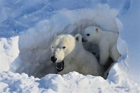 Polar Bear Cubs Facts Interesting Facts About Baby Polar Bears