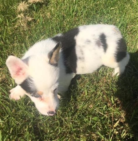 Below you'll find information about the pembroke welsh corgi puppies we have available for sale in sugarcreek ohio. Male Corgi Pup | Male Corgi Puppy For Sale in Lima OH | 4933021019 | Dogs on Oodle Classifieds