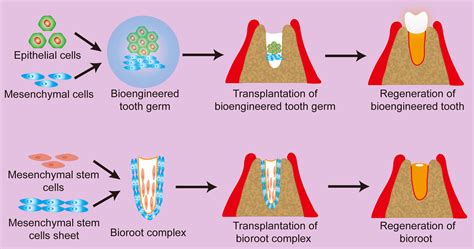 Stem Cell‐based Tooth And Periodontal Regeneration Hu 2018 Oral
