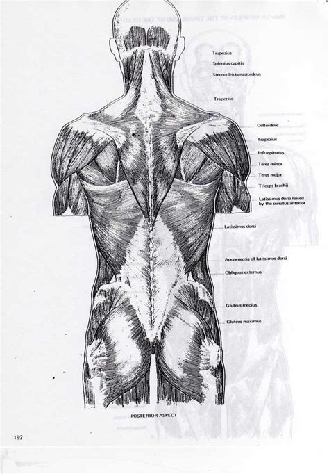 Back Muscles Anatom A