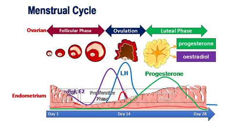 Menstrual Cycle You And Your Hormones From The Society For Endocrinology