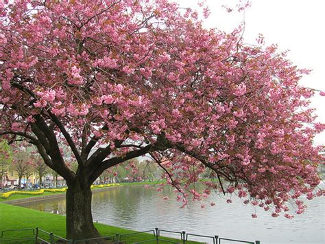 Cherry Blossom Tree Trees Photo