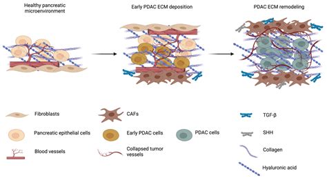 Cancers Free Full Text The Extracellular Matrix In Pancreatic