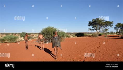kalahari namibia jan 24 2016 bushmen hunters in the bush the san people also known as