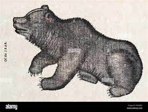 Vintage Bear Illustration Stock Photo Alamy