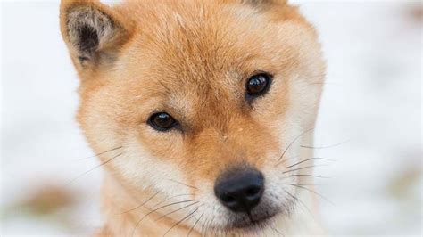 Hokkaido Dog Price Temperament Life Span Hokkaido Dog Dog Breeds