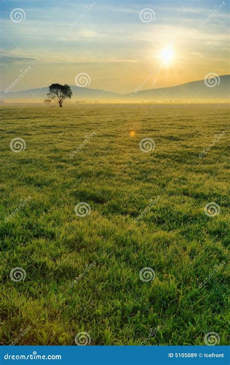 Morning Field Royalty Free Stock Images Image 5105089