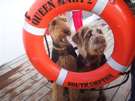 11 Summer Cruises That You Can Take With Your Dog Barkpost