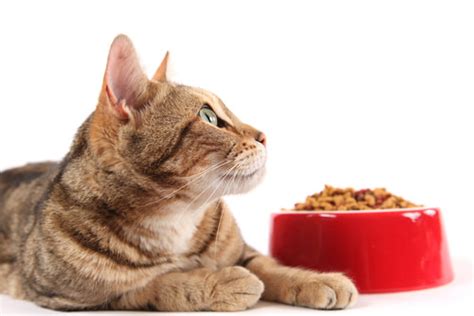 You'll be (5 surprise) by how honest people can be when it comes to food. Ask A Vet: Why Does My Cat Seem To Get Bored With Certain ...
