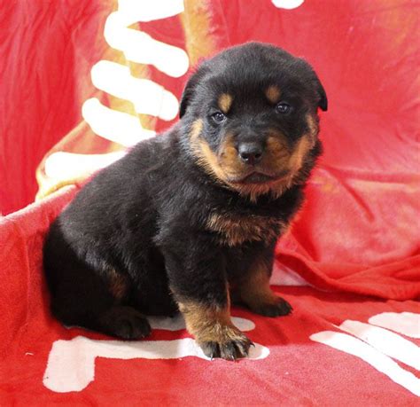 A premium large breed puppy food. Breed: Rottweiler Gender: Male Registry: AKC Personality ...