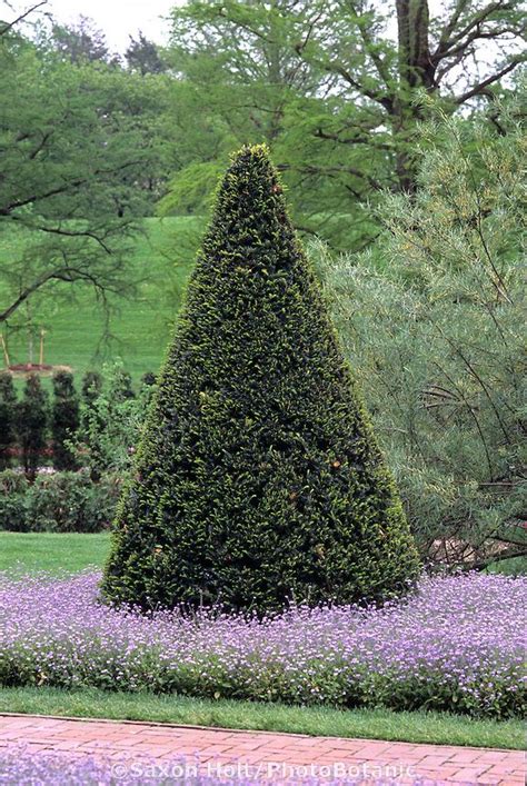 Evergreen Tree Topiary Garden Shrub And Tree