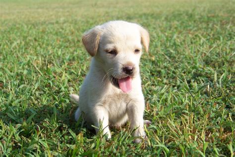 Free Images Grass Puppy Animal Cute Canine Pet Sitting