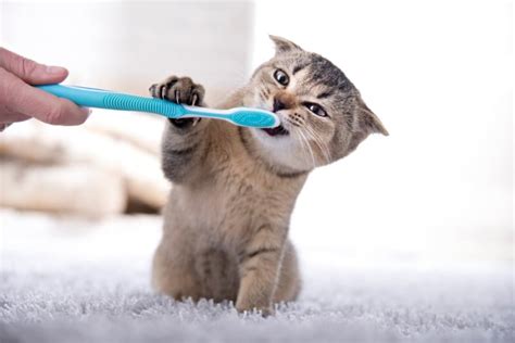 Common Dental Problems In Cats Kingman Vet Dentists