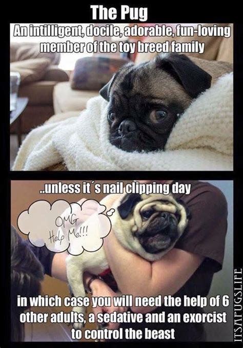 Pin By Liny On Funny Dog Sayings Pugs Funny Cute Pugs Pugs