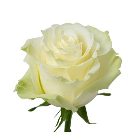 Rose White Mondial Minimum 12 Stems Large Headed White Rose Slightly