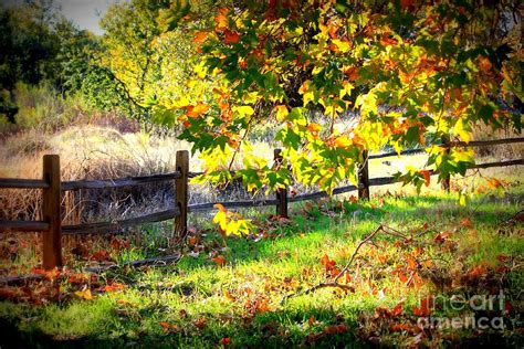 Autumn Fence Photograph By Carol Groenen Fine Art America