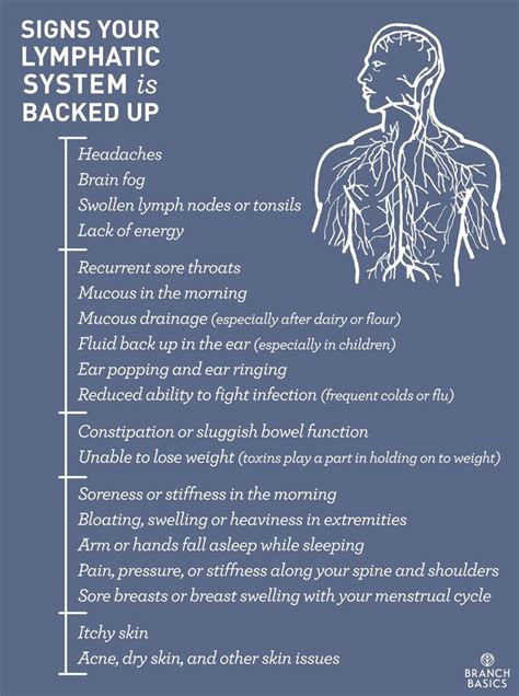 Branch Basics Signs Your Lymphatic System Is Backed Up Lymphatic
