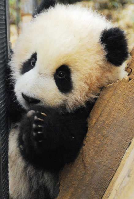 Information About Giant Panda Wu Yang Panda News