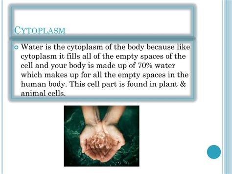 The cell wall can be represented as the bones in our body. PPT - Cell Parts Analogy on the Human Body PowerPoint ...