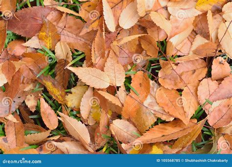 Macro Details Of Fallen Autumn Leaves Stock Image Image Of Autumn