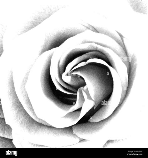 Infrared Rose Hi Res Stock Photography And Images Alamy