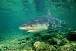 Texas Dentist Shares Grisly Photos From Bull Shark Attack In Bahamas