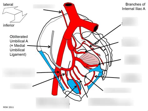 The Anatomy Of The Pelvic Floor Ft Anatomy Diagram Quizlet
