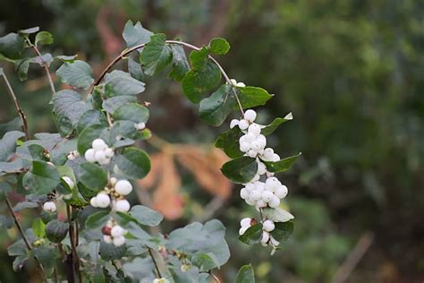 Snowberries Stock Photos Pictures And Royalty Free Images Istock