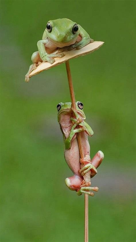 Pin By Submissivenes On Frogs Cute Frogs Frog Animals