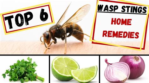 How To Act And Treat A Wasp Sting Top 6 Home Remedies Youtube