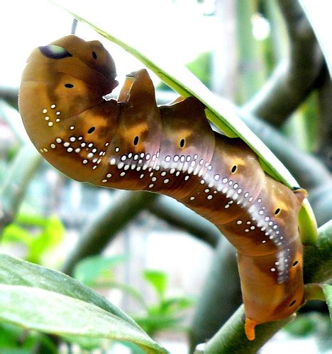 Amazing Caterpillars : Weird, Beautiful, Colorful Caterpillars | Most