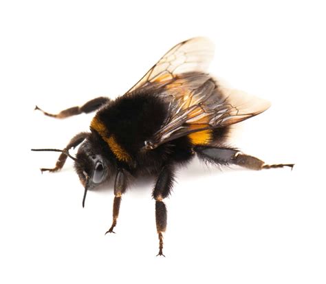Lymm Bumble Bee Control