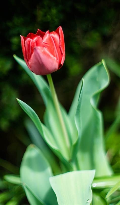 Free Images Nature Flower Petal Tulip Spring Green Red Botany