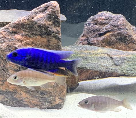 This Has Got To Be The Bluest Cichlid I’ve Ever Seen Electric Blue Hap Sciaenochromis Ahli