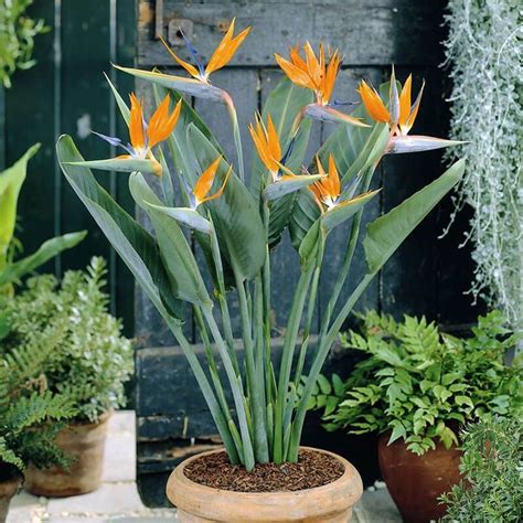 We did not find results for: Strelitzia Paradijsvogelplant - Set van 2 in 2020 ...