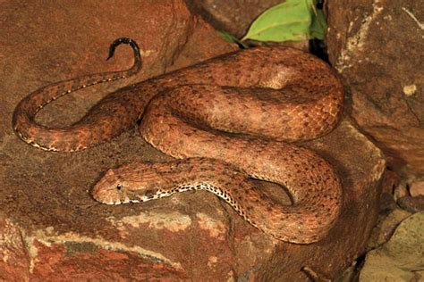 New Species Of Death Adder Discovered In Australia New Species