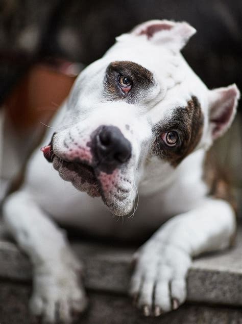 17 Things All Pit Bull Owners Must Never Forget