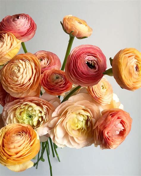 There Is Nothing Quite Like A Handful Of Peach Ranunculus Ranunculus