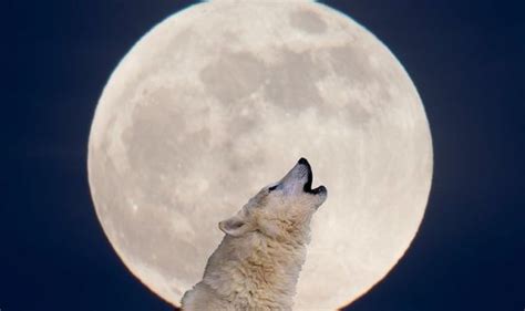 Full moons are when the celestial body is at its most energetic, and since the moon rules our emotions, be prepared: Full Moon meaning: What is the meaning behind the Wolf Moon's name? | Science | News | Express.co.uk