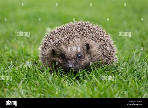 A Hedgehog In A Garden In Cornwall Stock Photo Alamy