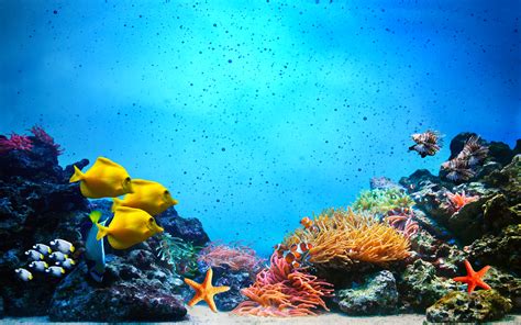 underwater desktop background sea turtle maldives desktop wallpaper free download