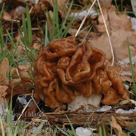 Gyromitra Gigas Neogyromitra Ucháč Obrovský