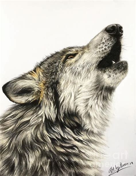 Howling Wolf Drawing Available As Art Or Printed Onto Ts Wolf Art