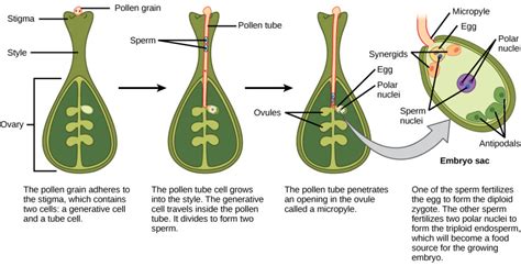 Sexual Reproduction In Plants Biology For Majors Ii