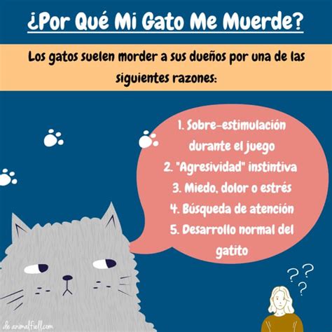 Mi Gato Me Muerde Sin Motivo 5 Causas Comunes Qué Hacer