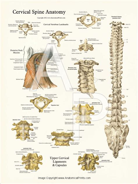 Human Spine Anatomy Posters