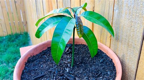 How To Grow A Mango Tree From Seed In 6 Weeks Easy Includes Time